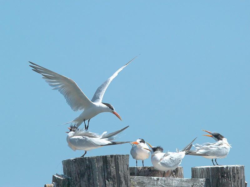 Elegant Terns _9126818-01.jpg