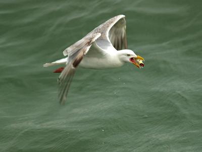Gull at Ramsgate _6110460-01JP.jpg