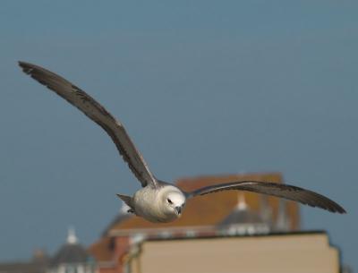 Fulmars