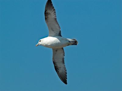 Fulmar_6170958-01.jpg