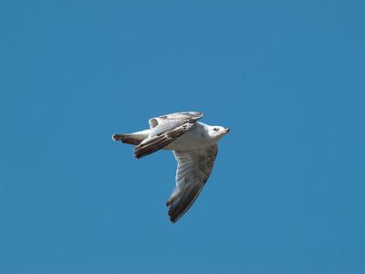 Fulmar_6171011-01.jpg