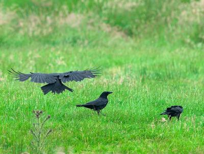 Crows  _6231939-01.jpg