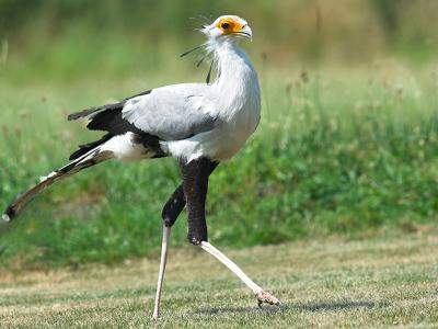 Secretary Bird _6272329-01.jpg