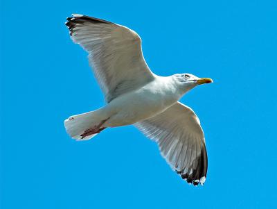 Siberian Herring Gull_6252230-01.jpg