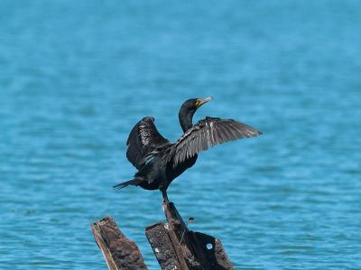 Cormorant_7062944-2.jpg