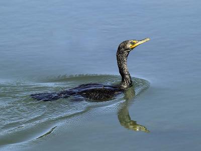 Cormorant_7103501-01.jpg