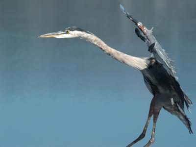 Great Blue Heron _7234077-01.jpg