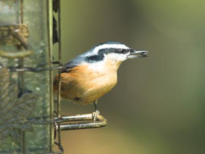 Yellow-breasted Nuthatch _8095512-01.jpg