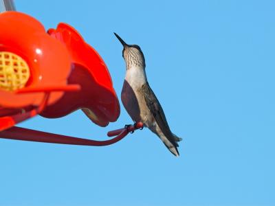 Hummer_8165786-01.jpg