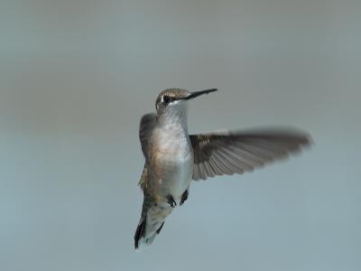 Humming Bird_8155705-01.jpg