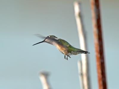 Humming Bird_8165734-01.jpg