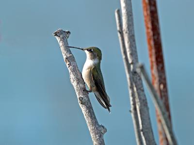 Humming Bird_8165763-01.jpg