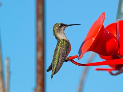 Humming Bird_8165801-01.jpg