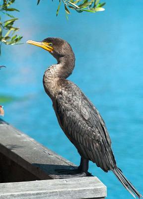 Cormorant_9056446-01cr.jpg