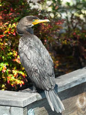 Cormorant_9056456-01.jpg