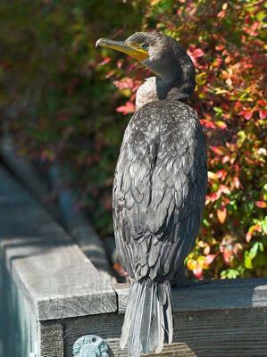 Cormorant_9056462-01.jpg