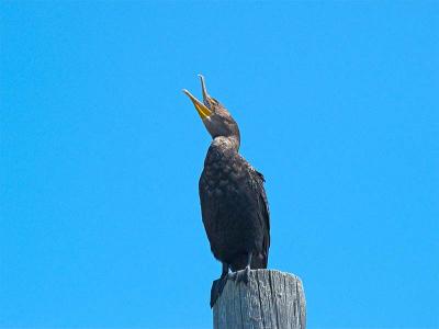 Cormorant_8246217-02.jpg