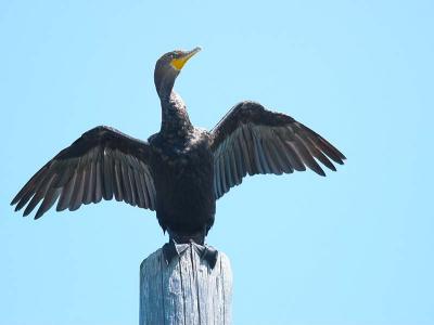 v3/76/426376/3/48816436.Cormorant_824623502.jpg