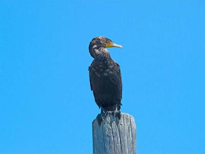 Cormorant_8246250-01.jpg