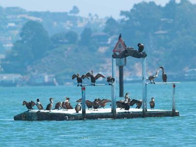 Cormorant_8246251-02.jpg