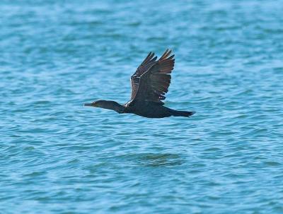 Cormorant_8256277-02.jpg