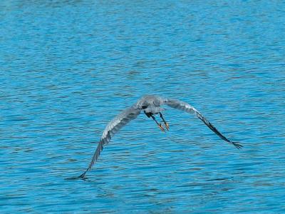 Great Blue Heron _9046424-01.jpg