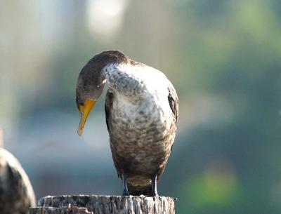 Cormorant_9056487-01.jpg