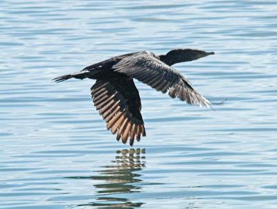 Cormorant_9056497-01.jpg