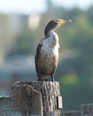 Cormorant_9056499-01.jpg