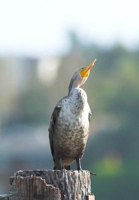 Cormorant_9056501-01.jpg
