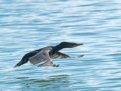 Cormorant_9056505-01.jpg