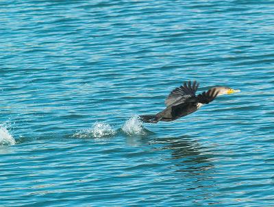 Cormorant_B197766-01.jpg