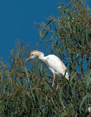 Cattle Egret_5122510-01.jpg