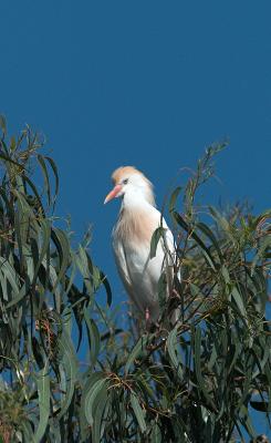 Cattle Egret_5122511-01.jpg