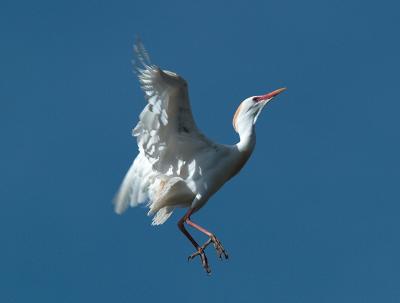 Cattle Egret_5122606-01.jpg