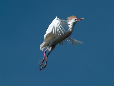 Cattle Egret_5122607-01.jpg