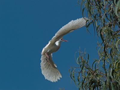 Cattle Egret_5122608-01.jpg