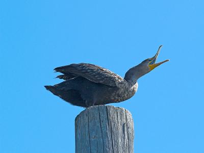Cormorant_9096562-01.jpg