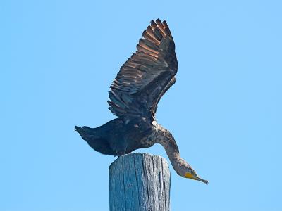 Cormorant_9096564-01.jpg