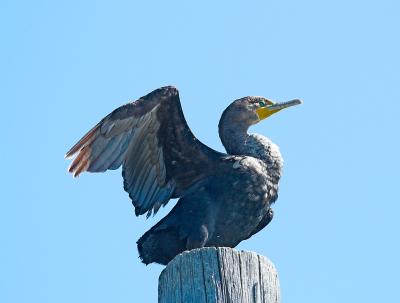 Cormorant_9096571-01.jpg