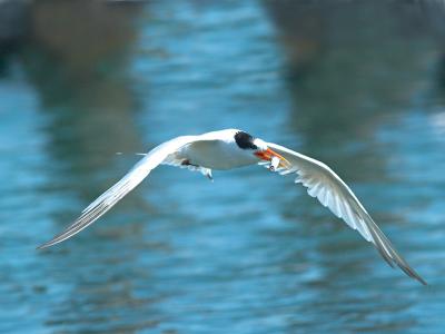 Elegant Tern _9126744-01.jpg