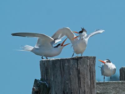 Elegant Terns _9126786-01.jpg