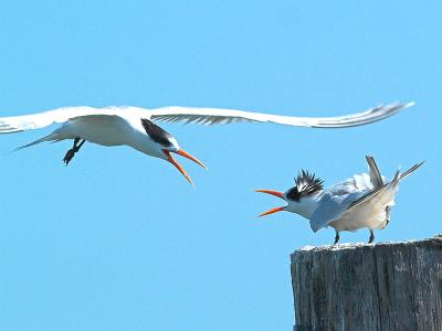 Elegant Terns _9126787-01.jpg
