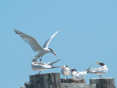 Elegant Terns _9126818-01.jpg