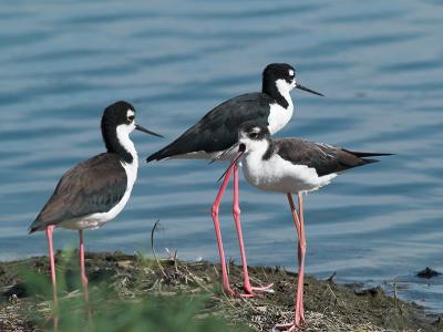 Black-necked Stilt_9257278-01.jpg