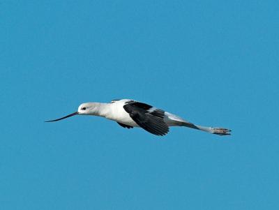 Avocets in Flight