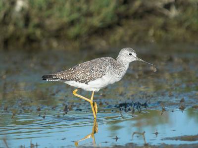 Lesser Yellowlegs _9287788-01.jpg
