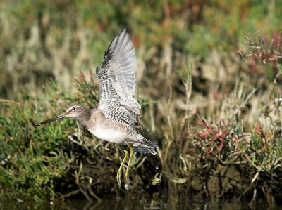 Lesser Yellowlegs _9308109-01.jpg