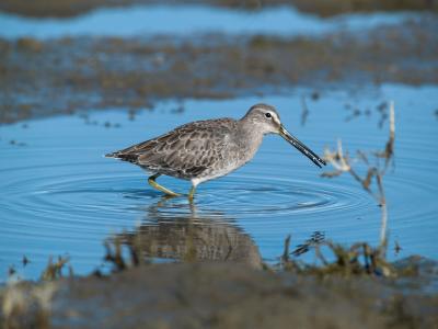 Short-billed Dowitcher _9308089-01.jpg