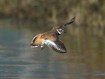 Killdeer_9297872-018x6.jpg